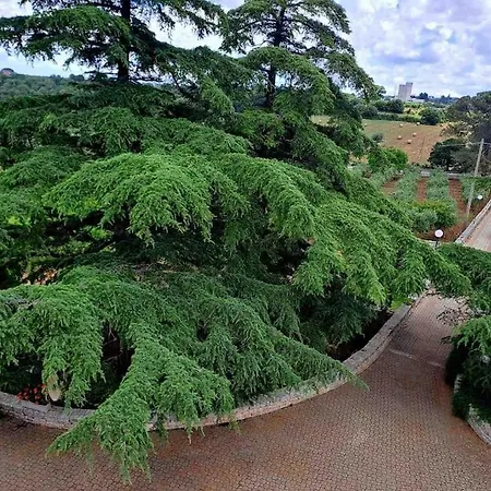Casina Foggia Dell'albero *